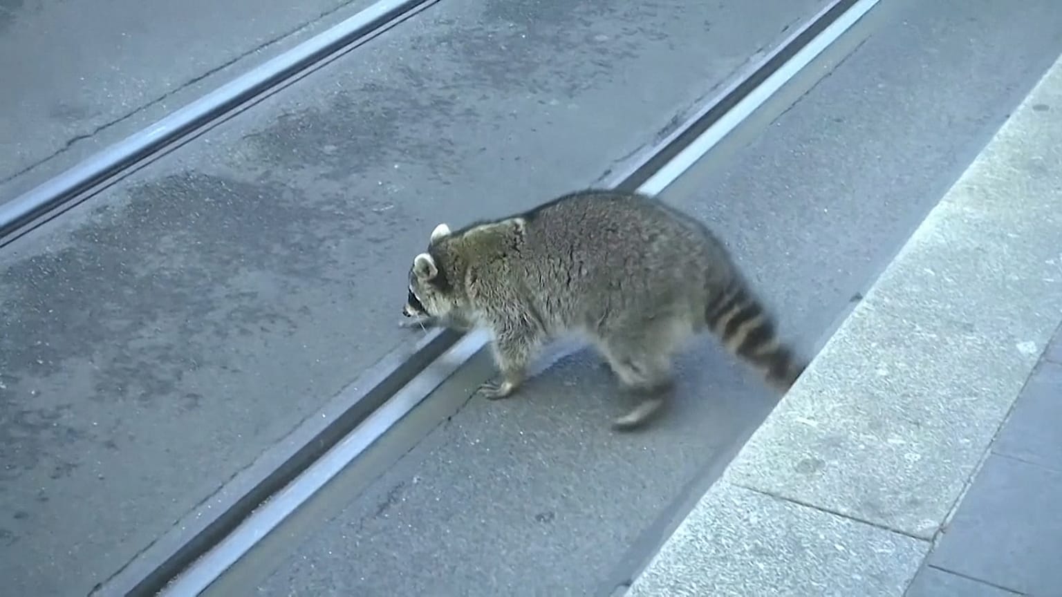 Raccoon shot dead in Germany after being spotted in 'drunken' state