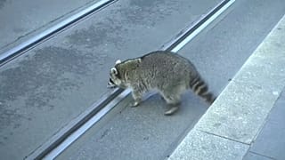Raccoon shot dead in Germany after being spotted in 'drunken' state