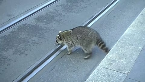 Raccoon shot dead in Germany after being spotted in 'drunken' state