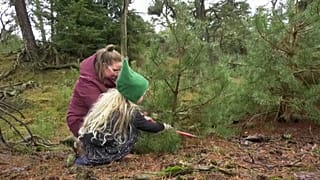 Niederlande: Weihnachtsbäume selbst fällen und den Wald schützen