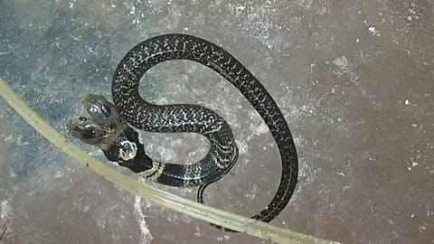 Zweiköpfige Kobra sorgt in Indien für Aufsehen
