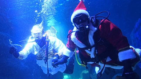Santa Claus moves from North Pole to Berlin aquarium