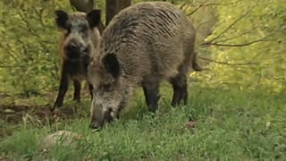 Sertéspestissel küzd Lengyelország