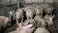 Немецкие фермеры беднеют