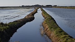 Rice fields in Sueca, Valencia. 