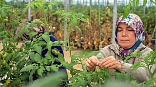 Serada çalışan kadın işçiler