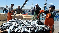 Aumento de 17% nas quotas de pesca para Portugal