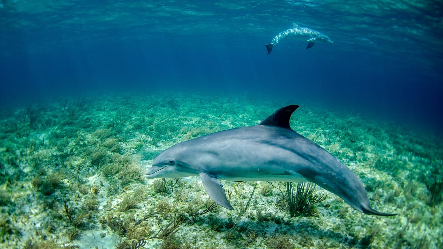 WATCH | Baby dolphin trapped in debris rescued from drowning