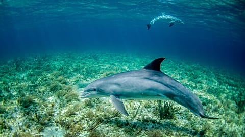 WATCH | Baby dolphin trapped in debris rescued from drowning