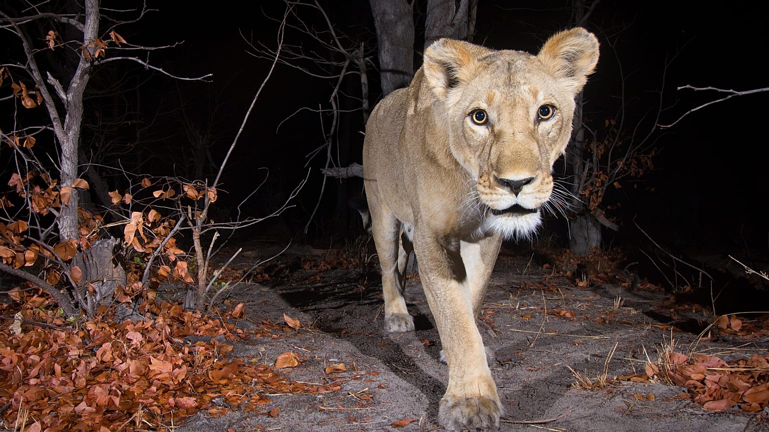 Female lion (Panthera leo) in the Zambezi Region of Namibia