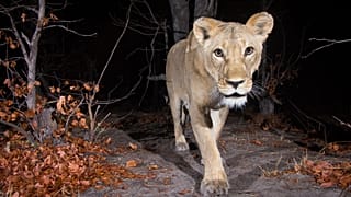 Female lion (Panthera leo) in the Zambezi Region of Namibia