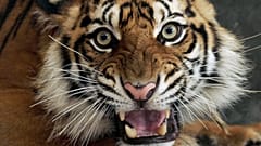 A Sumatran tiger with a badly injured leg is seen inside a cage