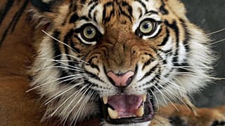 A Sumatran tiger with a badly injured leg is seen inside a cage