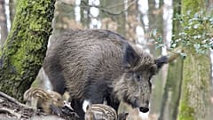 Germany puts up fences at Polish border to contain swine fever spread