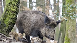 Germany puts up fences at Polish border to contain swine fever spread