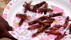 Fried locust, anyone? 
