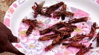 Fried locust, anyone?