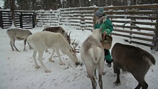 Lappland: Klimawandel macht Rentierzüchtern zu schaffen
