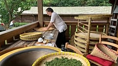 Buona la prima! Il Tè Nero del Verbano sbanca tutto in Cina