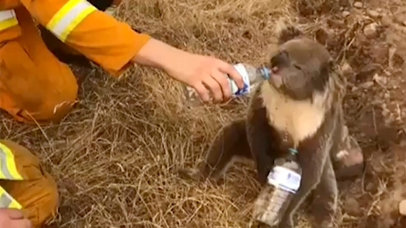Australia, il vigile disseta il Koala durante i devastanti incendi