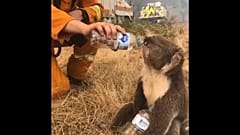 Watch: Thirsty koala gets a drink of water as wildfires rage