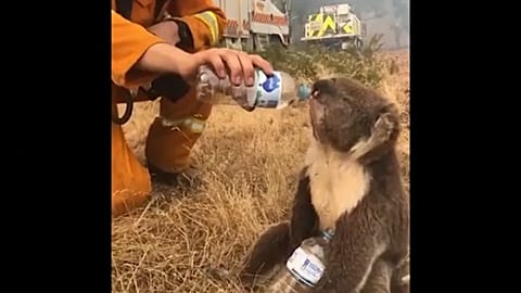 Buschbrände: Erste Hilfe für Koalas