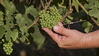 La clásica guerra de los vinos espumosos llega a Brasil