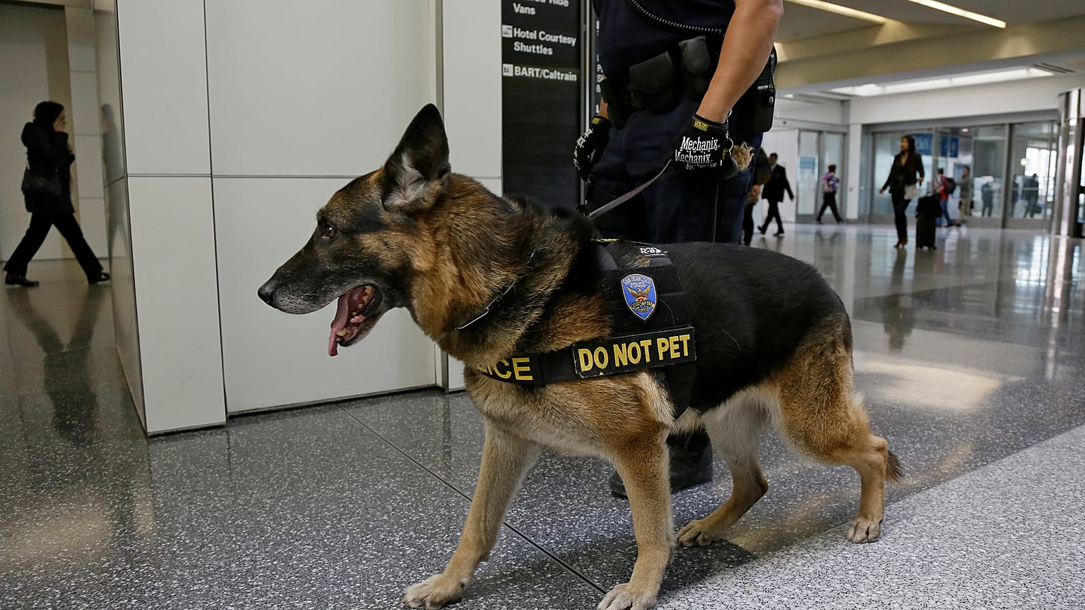 ABD, sıcaktan öldükleri için Ürdün ve Mısır'a artık dedektör köpek göndermiyor 