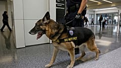 ABD, sıcaktan öldükleri için Ürdün ve Mısır'a artık dedektör köpek göndermiyor 