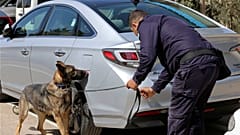 A three-year-old German shepherd trained in the United States sniffs for explosives in a drill at the K-9 compound of the Jordanian police