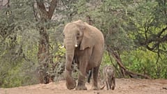 ELEPHANT-HUMAN RELATIONS AID