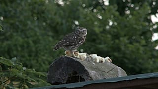 Kleiner Steinkauz in großer Gefahr