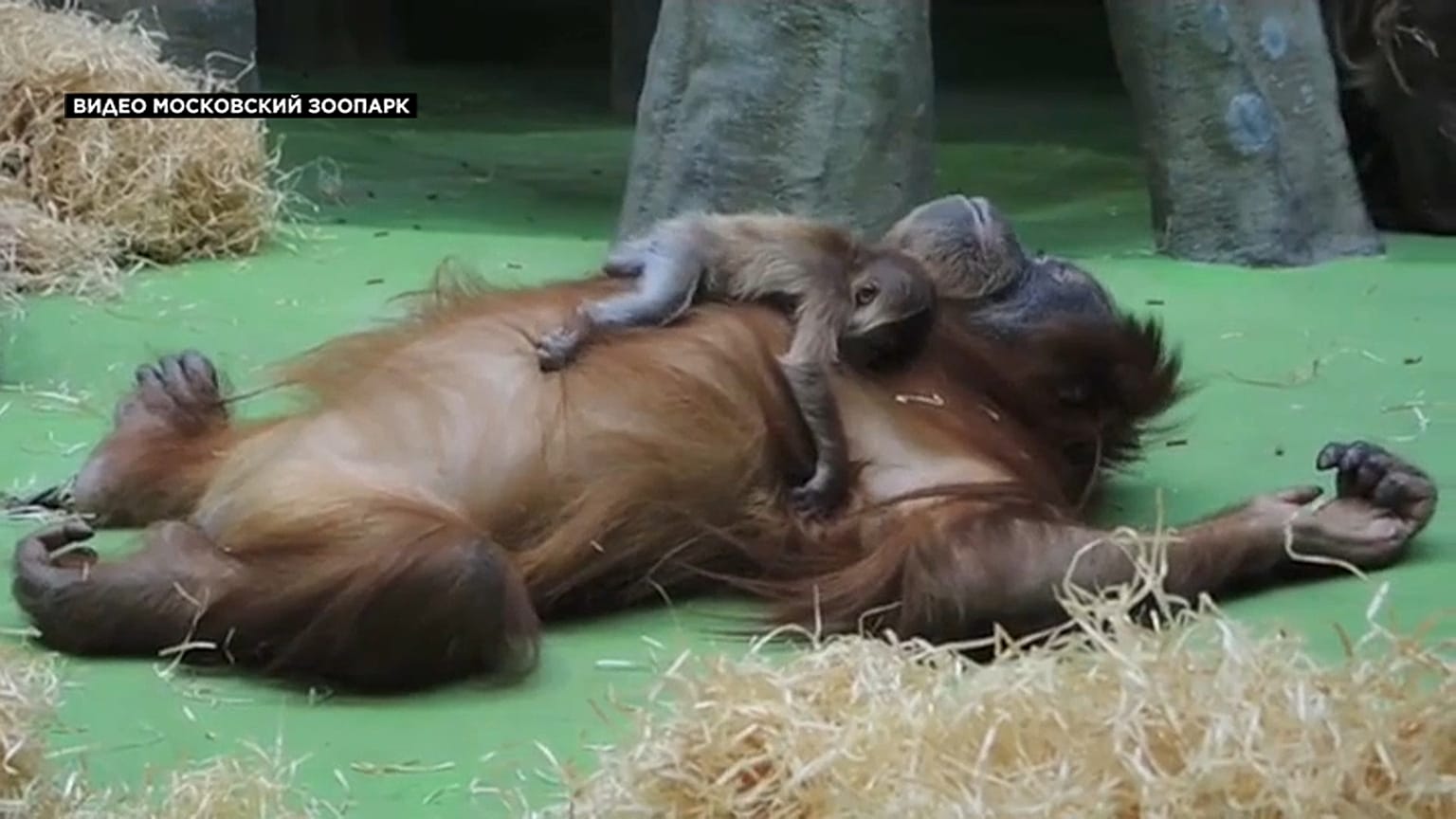 Seltener Sumatra-Orang-Utan geboren