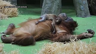 Seltener Sumatra-Orang-Utan geboren