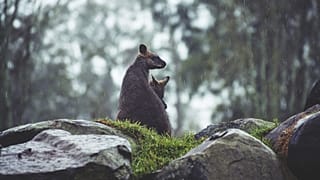 Un lobo vagabundo mata un canguro... ¡En Bélgica!
