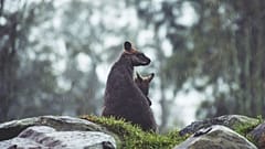 File photo of a Wallaby with its joey