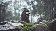 Weihnachtsschmaus? Wolf frisst offenbar junges Känguru 
