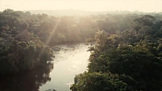 À la recherche du papillon disparu, en Centrafrique