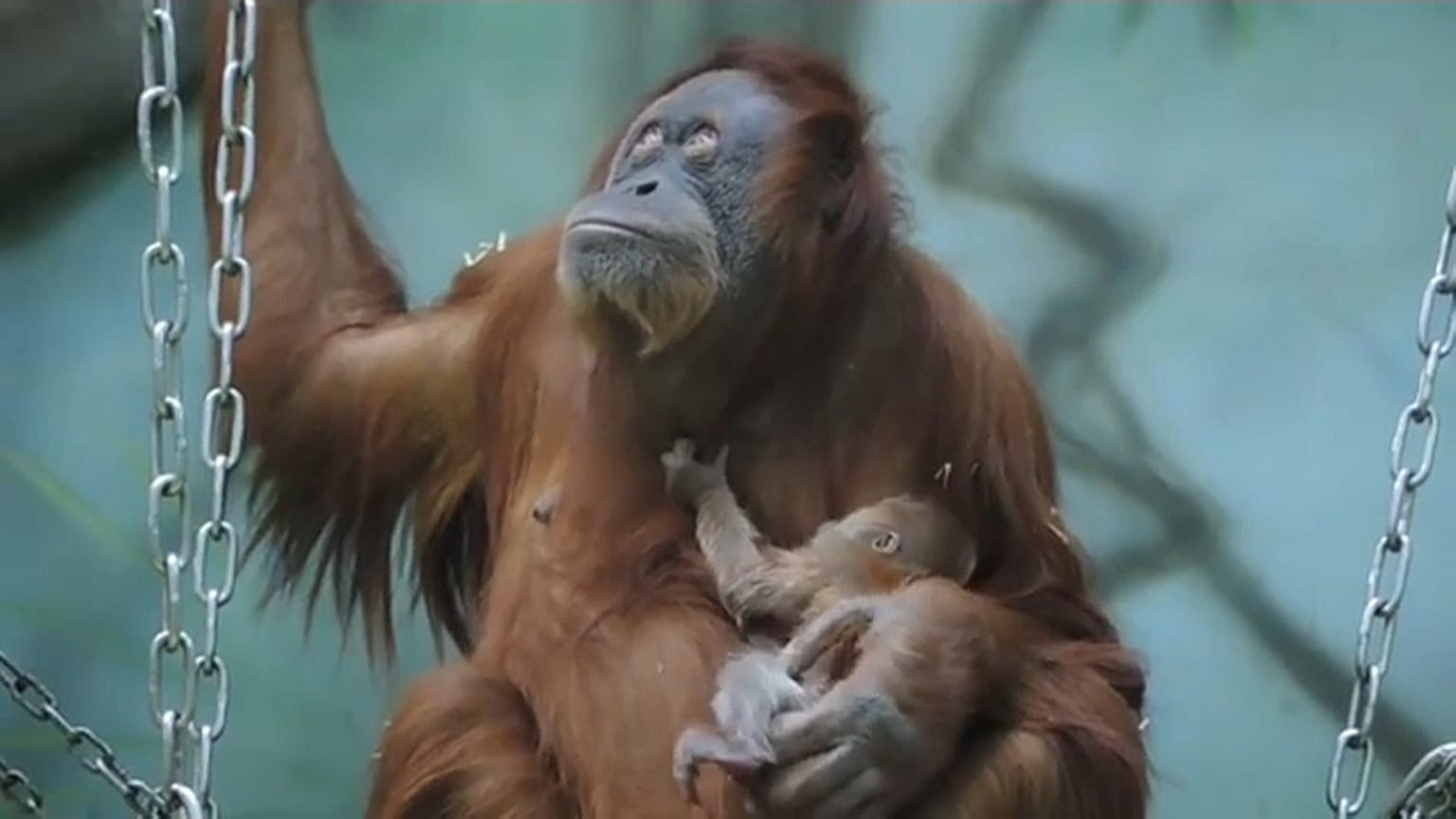 El nuevo bebé orangután del zoológico de Moscú 
