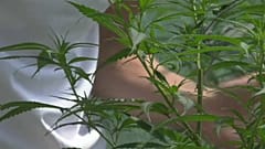 Piantine di cannabis di un privato