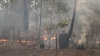 Avustralya’da Sydney'in su ihtiyacını karşılayan baraj, orman yangınları yüzünden tehdit altında