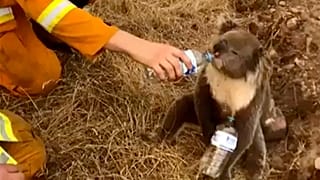 A koala drinks water from a bottle given by a firefighter in Cudlee Creek, South Australia.