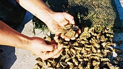 Устрицы в наследство!