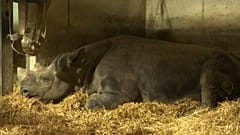 Купить зоопарк и освободить животных
