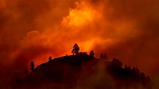 Лесные пожары — новая повседневность?