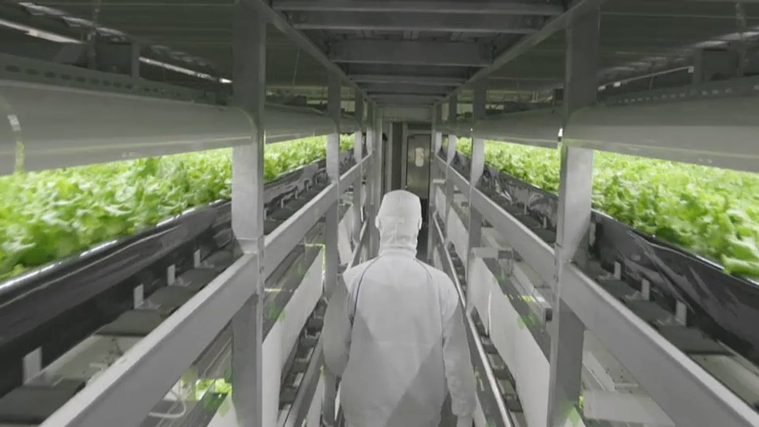 Le "fabbriche di verdure" giapponesi, dove le stagioni non contano