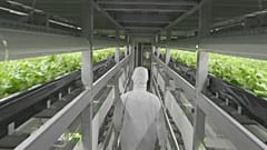 Le "fabbriche di verdure" giapponesi, dove le stagioni non contano