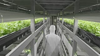 Le "fabbriche di verdure" giapponesi, dove le stagioni non contano