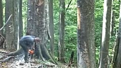 В Румынии исчезают леса 