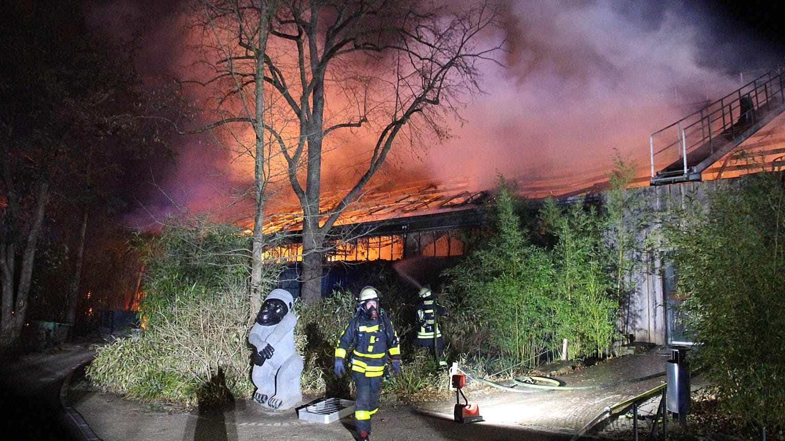 Strage di scimmie in uno zoo tedesco. Incendio causato da lanterne cinesi